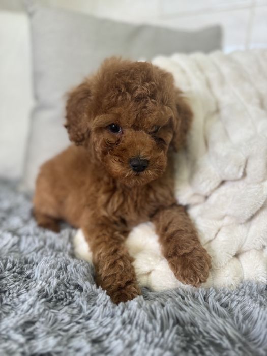 Пудел мини мини