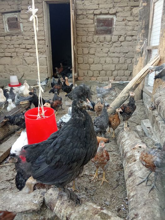 3 yarim oylik tovuq jõjalar sotiladi narxlari kelishiladi