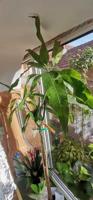 Mango Irwin - altoit