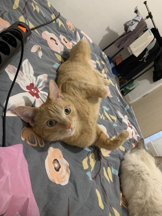 Ищу дом для котиков