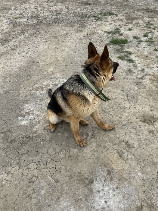 Немецкая овчарка