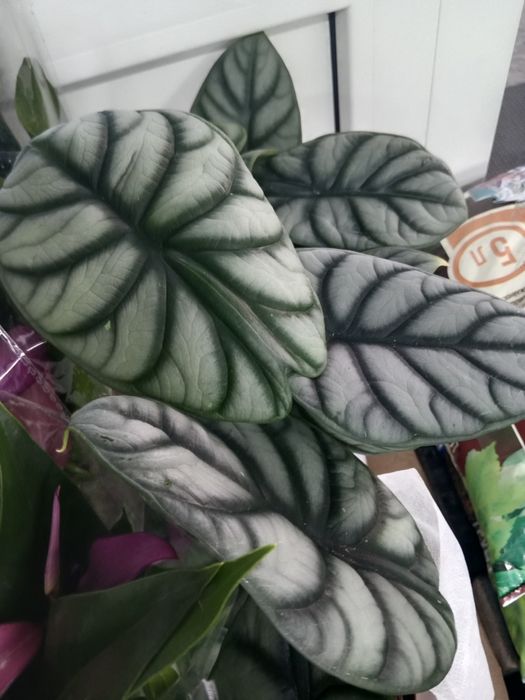 Комнатные растения