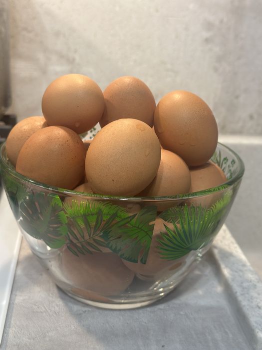 Куры ломан браун