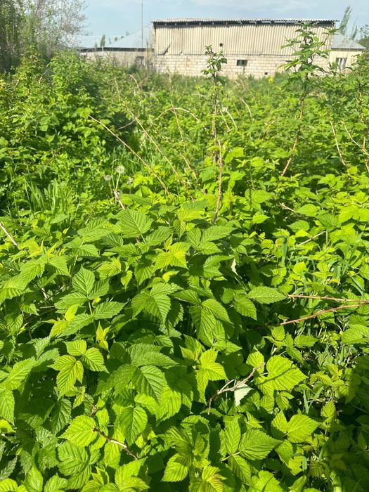 Малина (рассада)