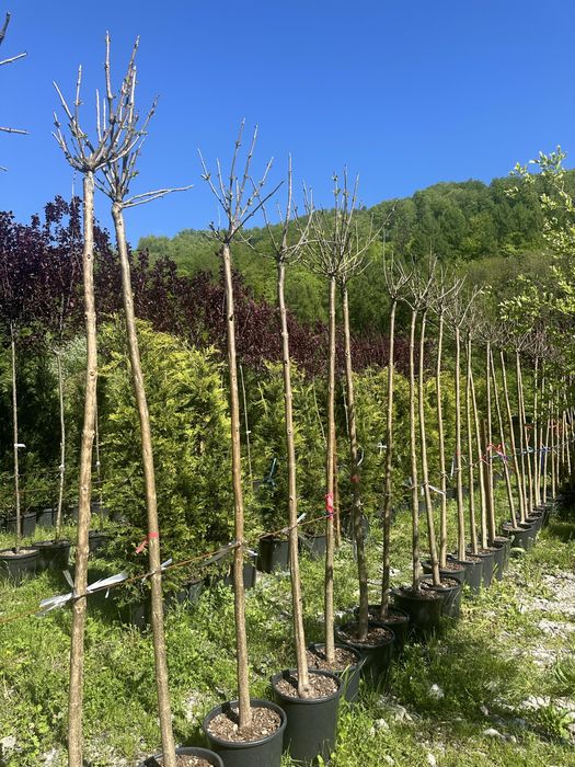 Mesteacan cu coaja alba / Platan / Tei / Prunus / Catalpa