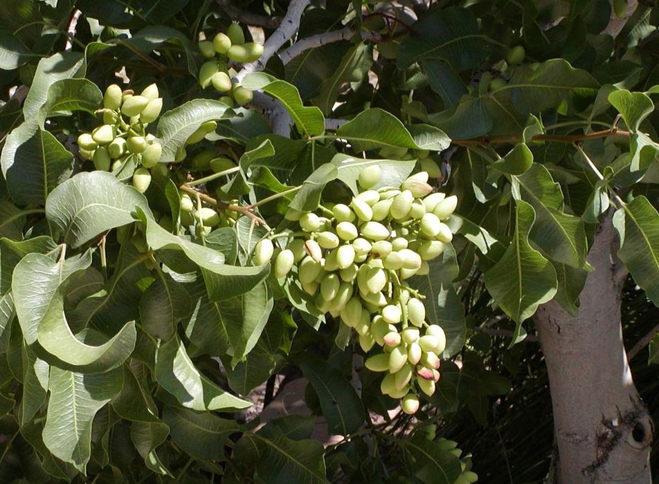 Pomi Deosebiți (Arborele De Fistic )