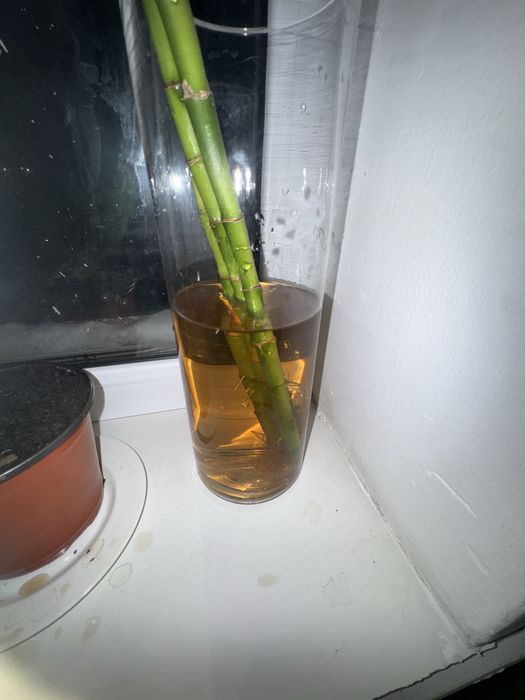 Женское счастье комнатные цветы