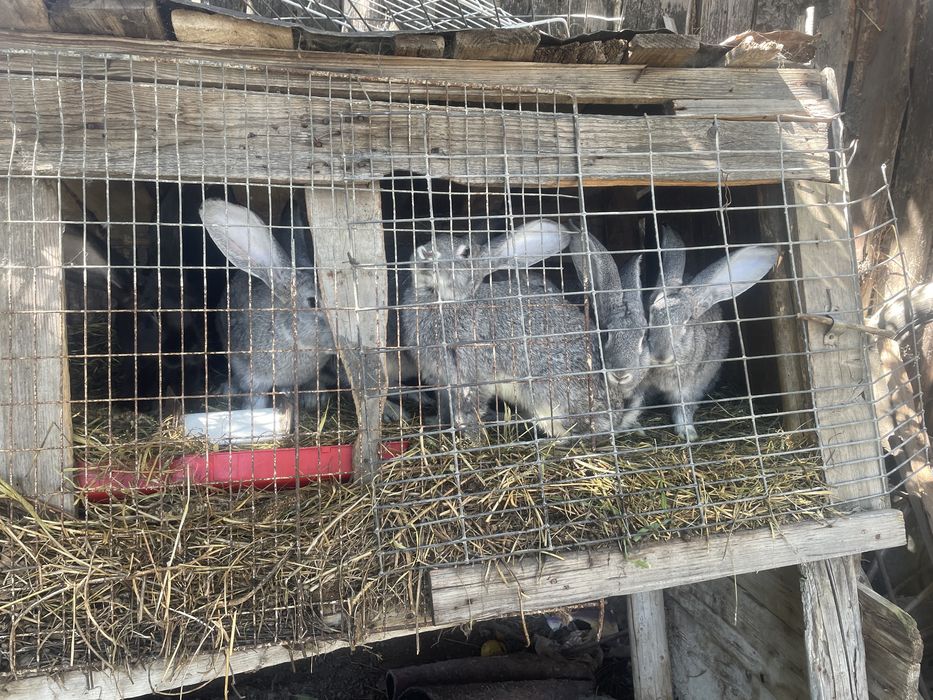 Vand iepuri taile mare