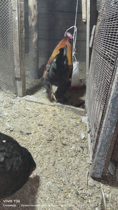 Цыплята яйцо брамы