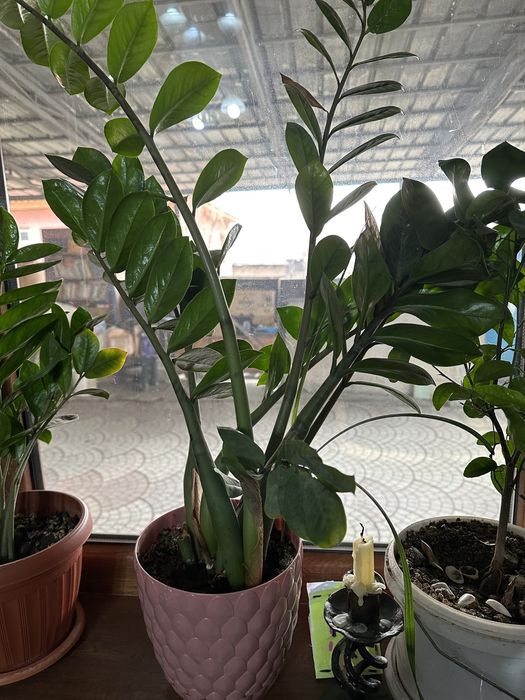 Продам домашние цветы