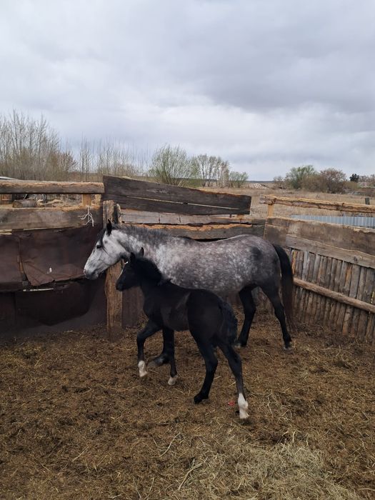 Продам лошадь с жерибенком