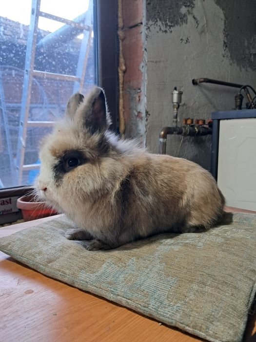 Vand iepure cap de leu