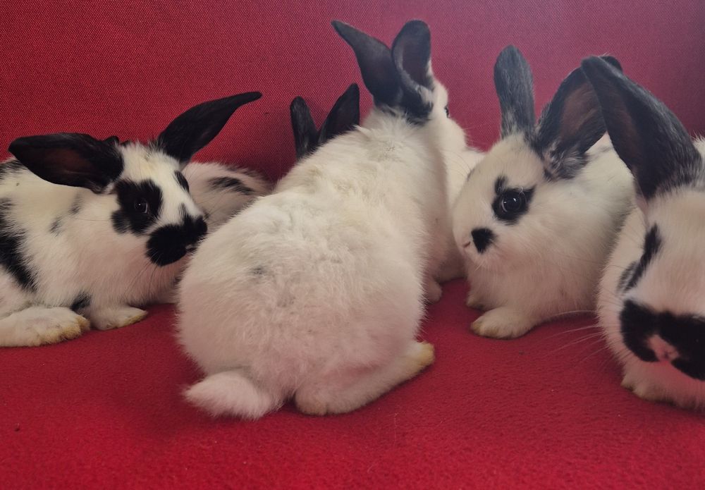 Iepuri Fluture German