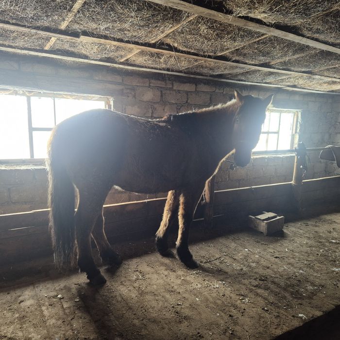 МЗ айғыр сатылады. 2,8 жасар