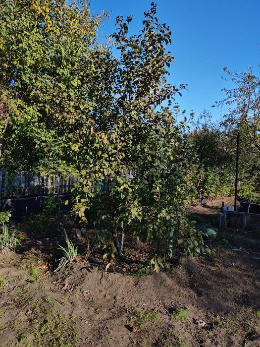 Продам дачу садоводство " яблонька"