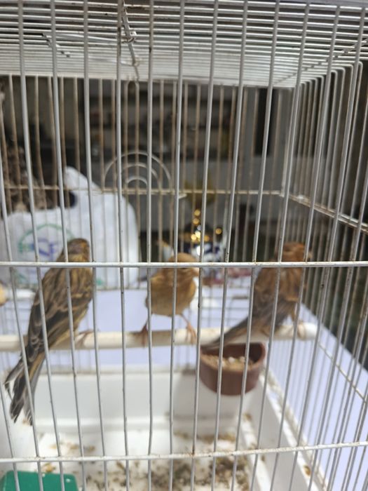 Kanareykalar sotiladi