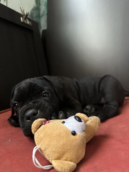 Щенок Кане Корсо