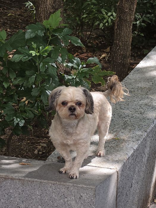 Donez cățel bichon talie mică