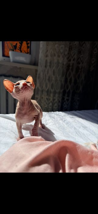 Продам котенка рыжий