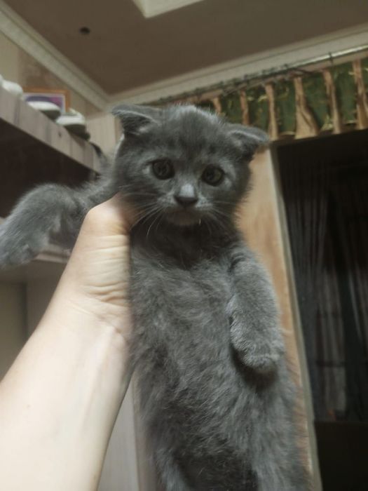 Уникальные и ласковые котята в добрые руки!