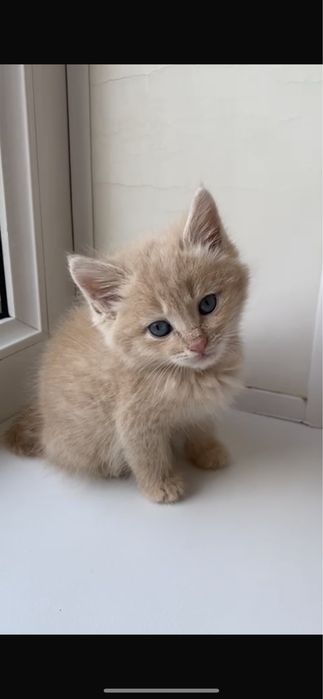 Отдам котенка в добрые руки