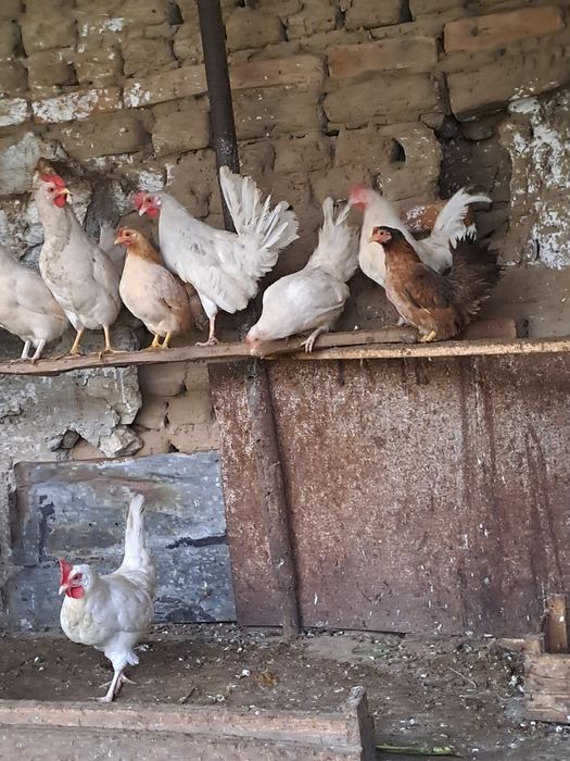 легхорн,серама,декоративни