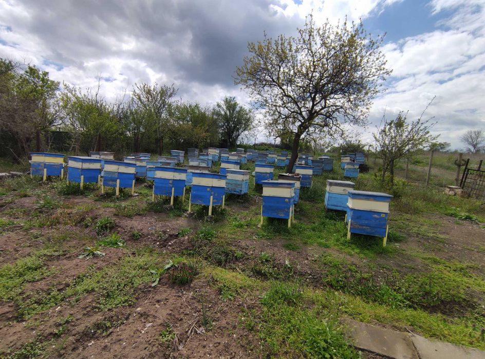 Пчелни семейства, кошери и инвентар