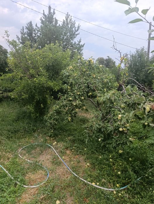 Продается яблоко с дерево