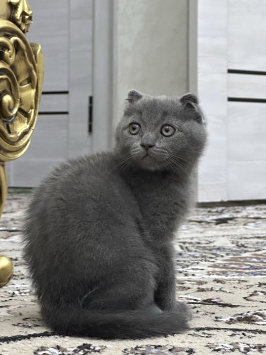 Породистый кошка