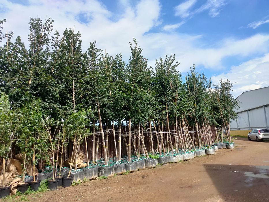 Липа мелколистная саженцы