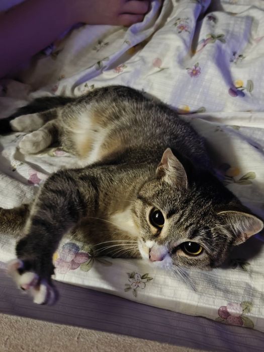 Кошечка ищет дом