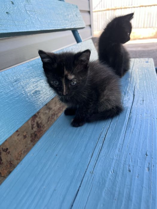 Отдам котят 2 мес