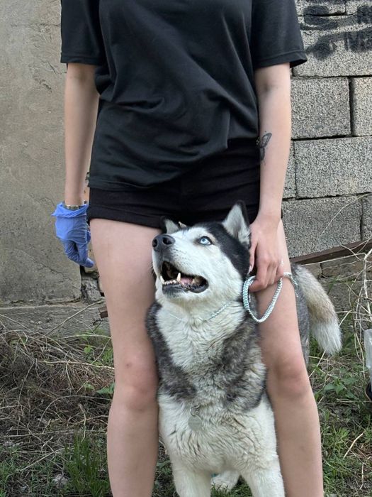 Ринговки для выставок собак