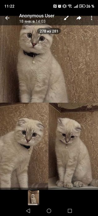 Серебристая шиншилла