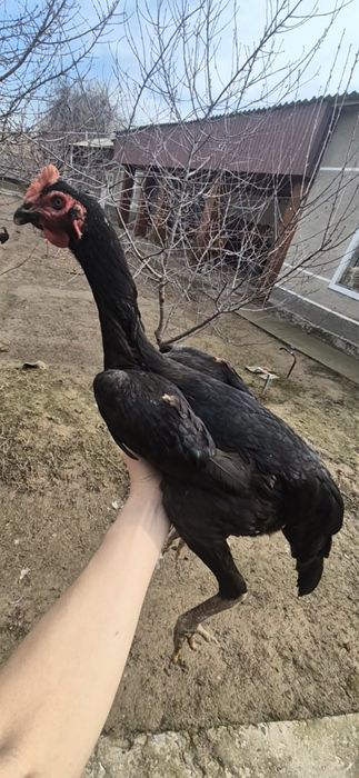 Бойцовый шолпан мекен, дакан.