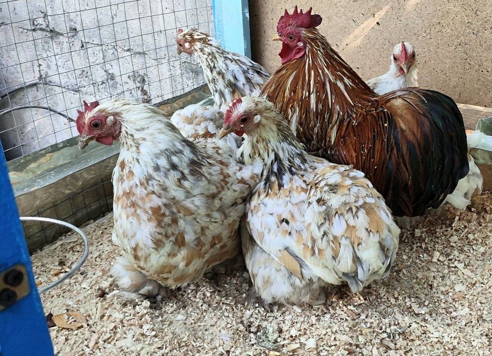 Карлик Парселан Оксар сотувда камёб зот