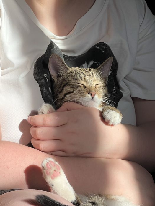 Отдам кота в добрые руки