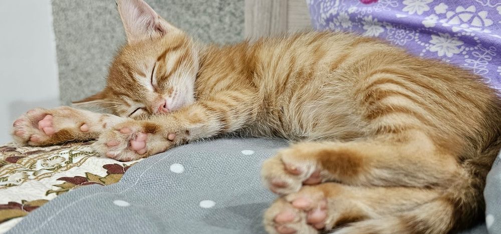 Добрые руки котёнка