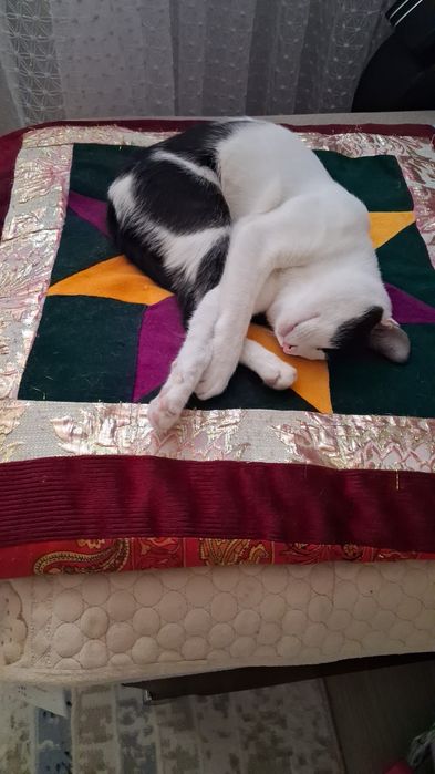 Отдам кота хорошие руки
