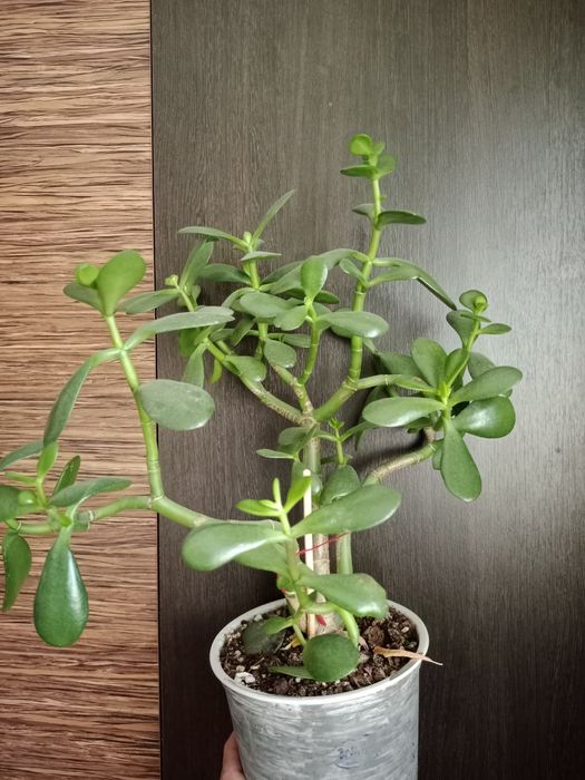 Денежное дерево  толстянка