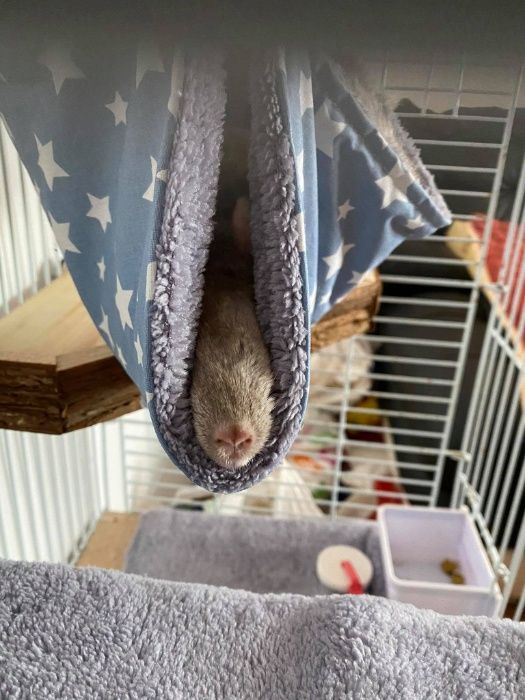 Хамак за чинчила