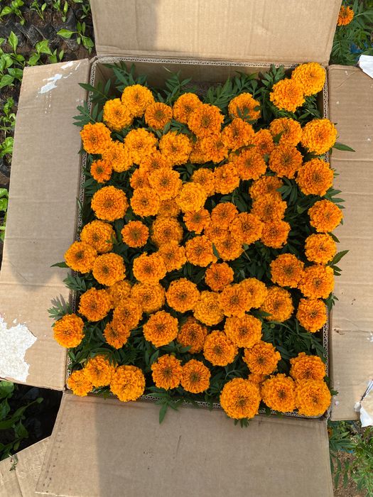 Гул кучат , гул уруглари, кучатлар