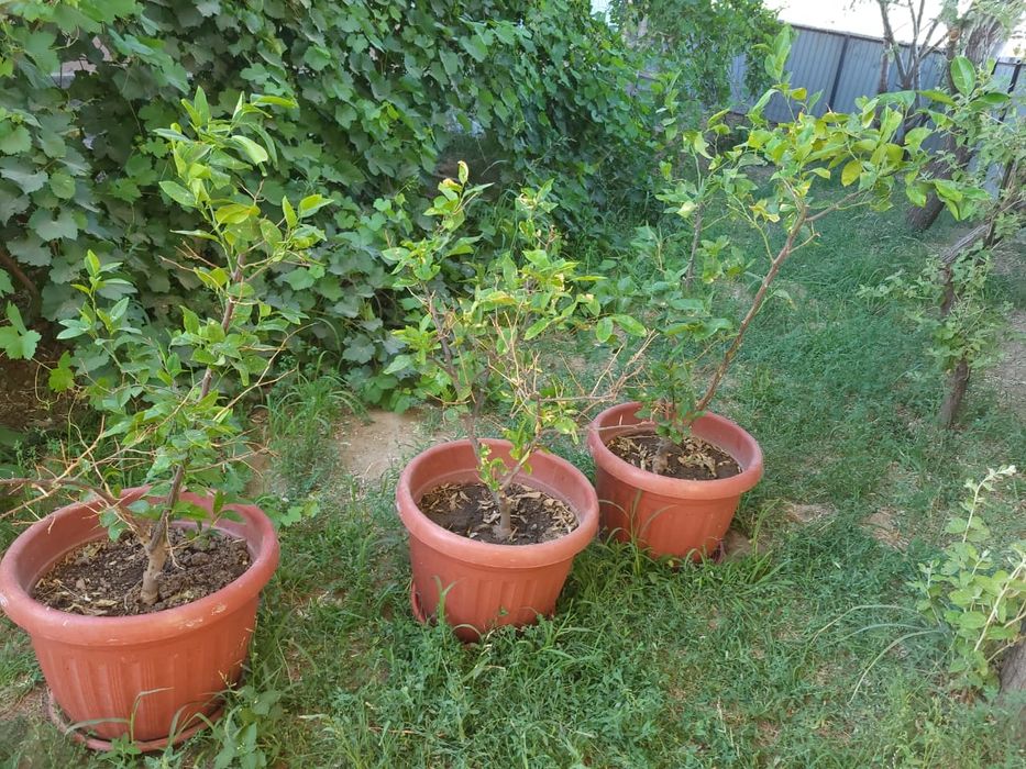 Дерево лимона, 4 шт