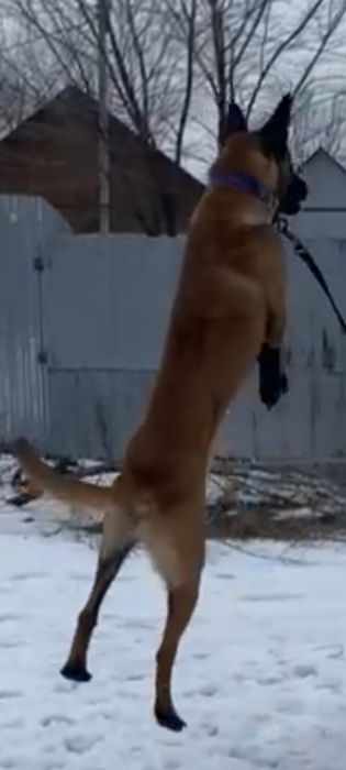 бельгийская овчарка