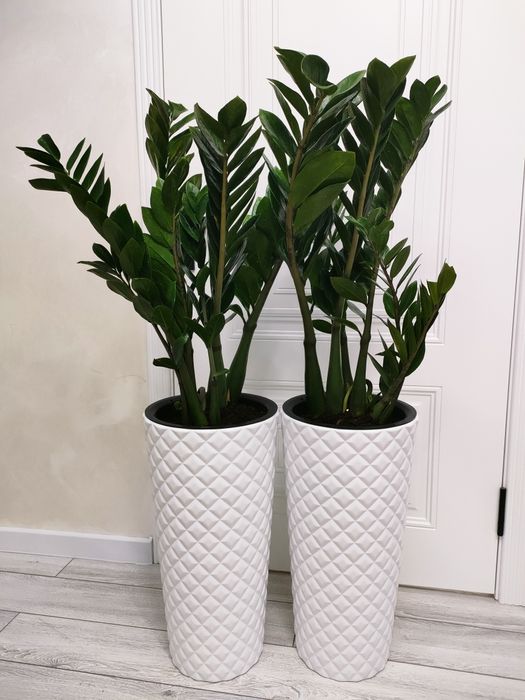 комнатные цветы, доставка