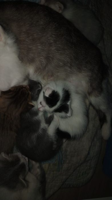 Котики отдам даром