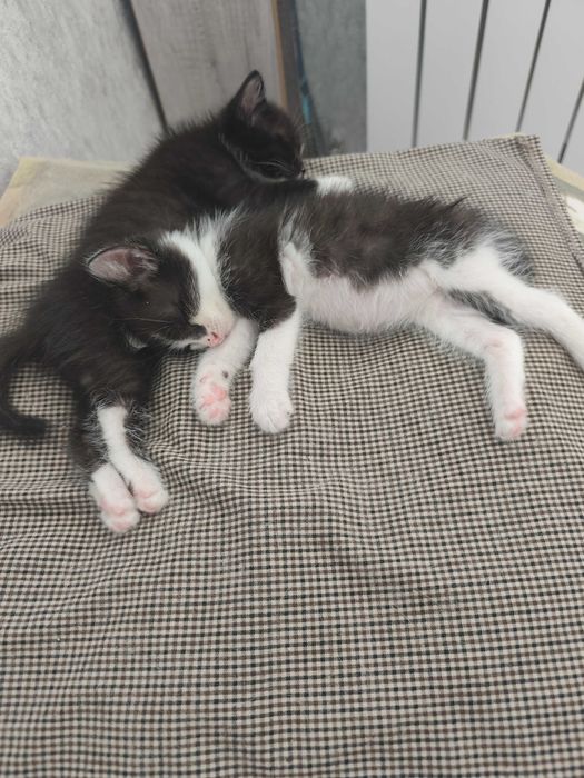 Шустрые котята ищут дом