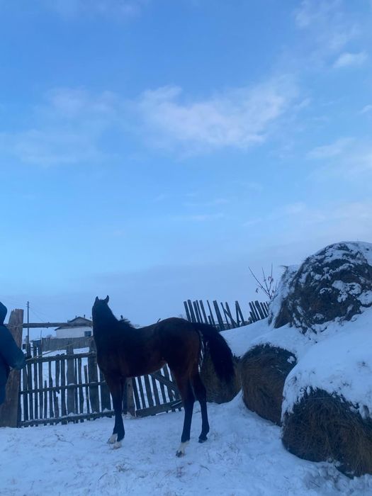 Таза канды еркек ат