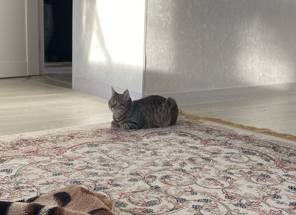 кошка в добрые руки