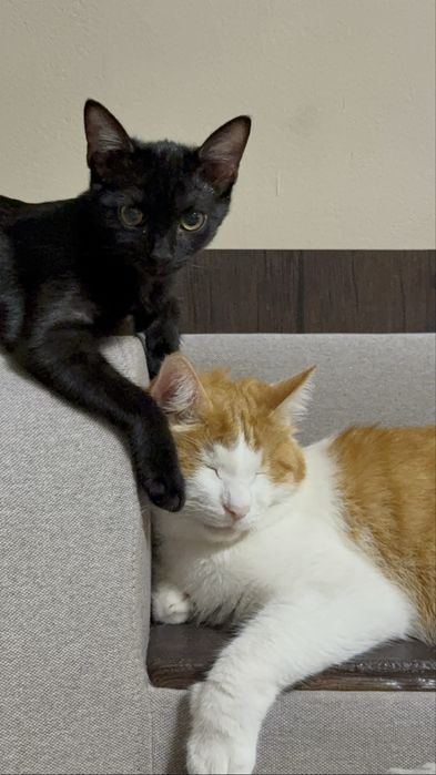 котенок ищет семью